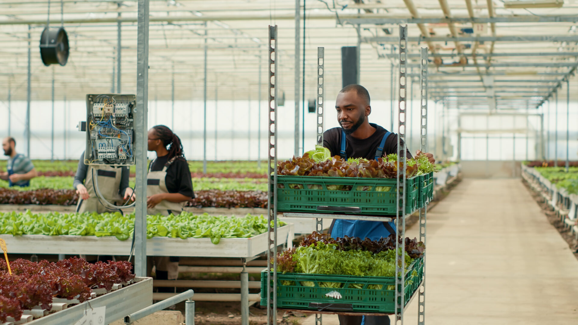 Two organic farm african american workers having casual conversation while pushing cart with fresh harvested vegetables for delivery. Greenhouse pickers talking while working in hydroponic enviroment.